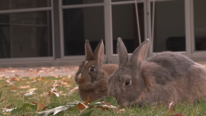 Rabbits on Granville Island being trapped, euthanized amid coyote concerns